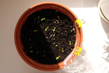 Young flower sprouts in a round container