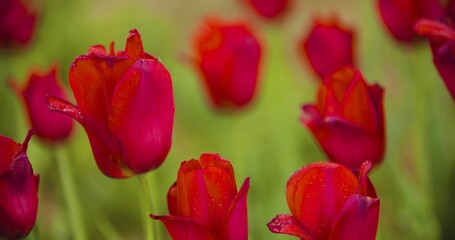 Beautiful Red Tulips Blooming On Field