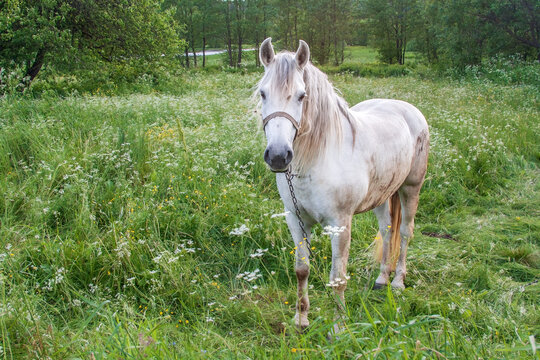 A white working country horse grazing in a meadow in the summertime