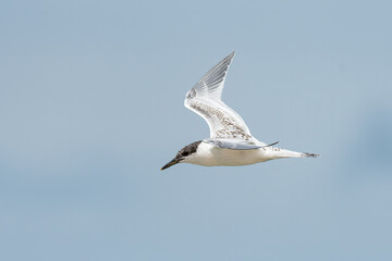 Young sandwich tern in flight blue sky