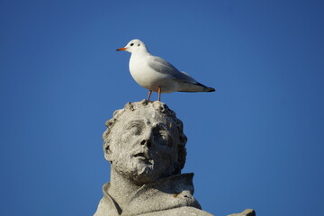 Vögel auf der Karlsbrücke in Prag