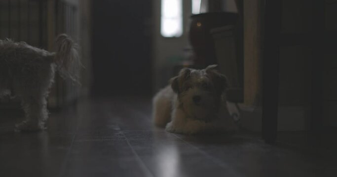 Ungraded 4k footage of a small, white and brown puppy in a dark room with natural lighting in Washington State.