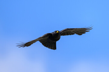 Alpine Chough flying on a sunny day blue sky