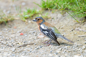 A male Common Chaffinch standing on the ground