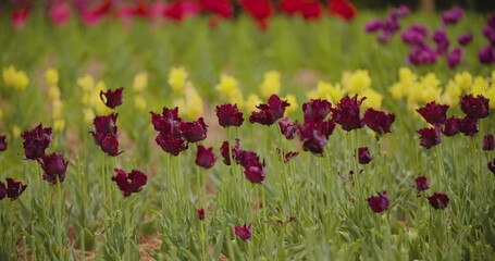Beautiful Red Tulips Blooming On Field