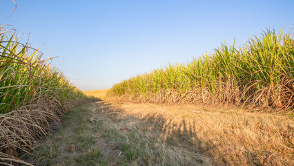 Farm Sugar Cane Fire Break Green Crops Landscape - 720225993