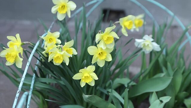 The spring season. The flowers of the daffodils are yellow. A flowerbed with flowers.