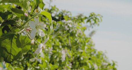 Blooming Branch Of Apple Tree