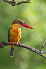 Close up image of Stork-billed kingfisher perching on the tree.