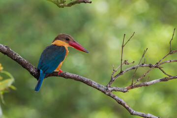 Close up image of Stork-billed kingfisher perching on the tree.