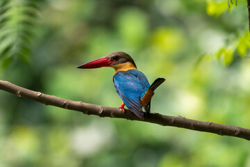 Close up image of Stork-billed kingfisher perching on the tree.
