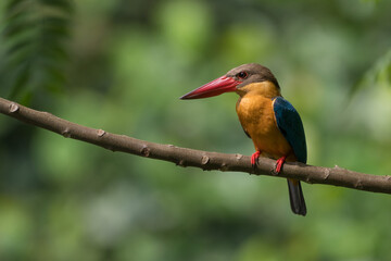 Close up image of Stork-billed kingfisher perching on the tree.