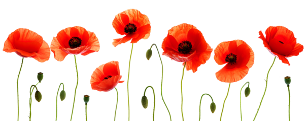 Coquelicots sur fond transparent pour bannière	
