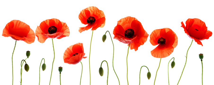 Coquelicots sur fond transparent pour bannière	
