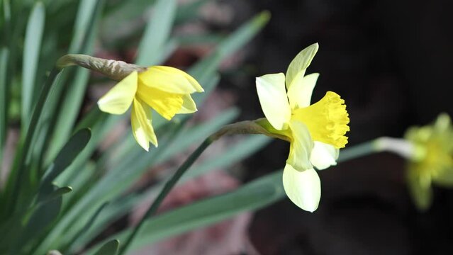 The spring season. The flowers of the daffodils are yellow. A flowerbed with flowers.