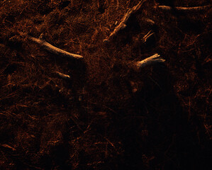 Branch debris on a forest ground covered with pine needles. Lit by golden hour sunlight.