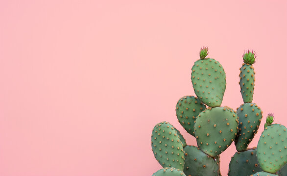 Green cactus on a pastel pink background. 