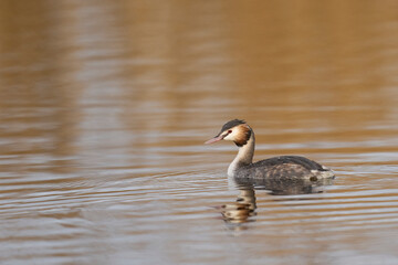 Great Crested Grebe (Podiceps cristatus) on a lake at Westhay Moor on the Somerset Levels in Somerset, United Kingdom.