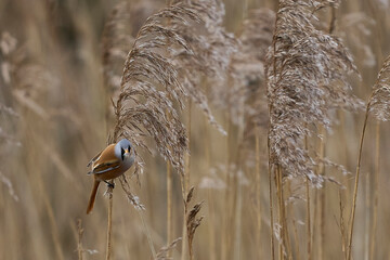 Male Bearded Tit (Panurus biarmicus) feeding on seeds in a reedbed at Westhay Moor nature reserve...