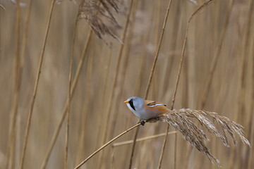 Male Bearded Tit (Panurus biarmicus) feeding on seeds in a reedbed at Westhay Moor nature reserve on the Somerset Levels in the United Kingdom