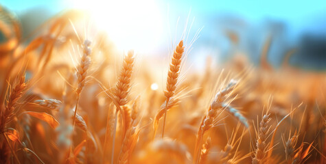 Golden Harvest Bliss, Sun-kissed wheat spikes ready for harvest dance in the warm light