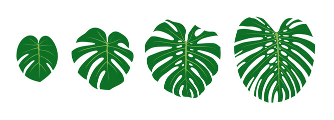 Monstera leaf growth stages. Flat vector color illustration isolated on white background.