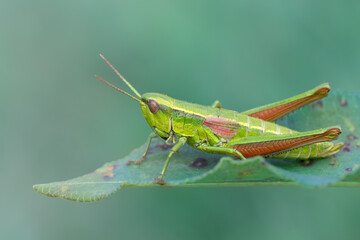 Close-up of a small gold grasshopper (Euthystira brachyptera ). Natural detailed closeup on a colorful green Small Gold Grasshopper.