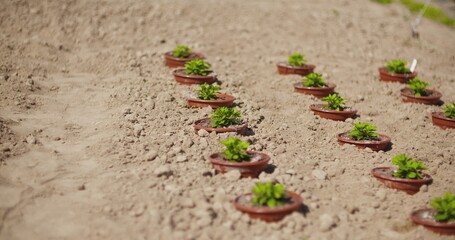 Potted plants growing on field in summer