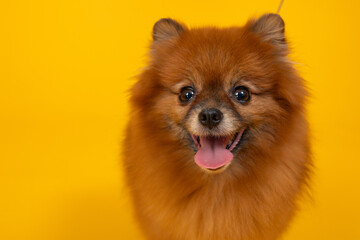 Cute small pomeranian spitz, dog on a walk. An orange pomeranian spitz on the bright yellow background.