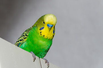 Adorable green budgie sitting on the door