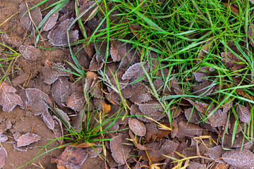 Autumn leaves in the forest, La Pampa Province, Patagonia, Argentina.