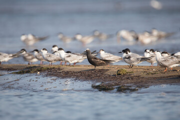 Lesser noddy bird at fishing hunt along with common terns
