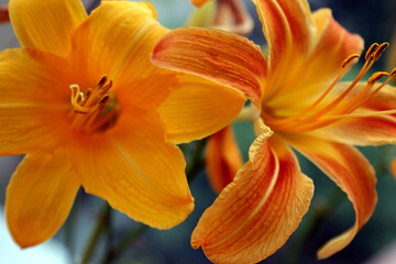 lily flower orange closeup background beautiful macro two flower heads