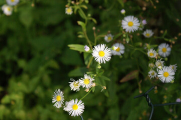 Obraz premium white-yellow chamomile flowers in a daisy meadow field