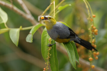 Long-tailed silky-flycatcher - Ptiliogonys caudatus bird in the mountains of Costa Rica. Grey and yellow crested bird feeding on white berries. Bird in natural habitat.