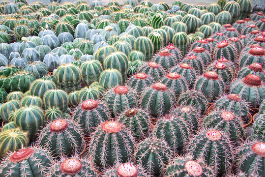 Assorted colorful display of Ferocactus, Barrel Cactus, Coryphantha elephantidens cactus house plants spherical shape large spines small flowers on display tropical botanic garden, Nha Trang