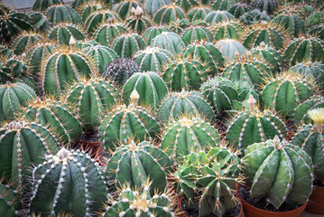 Dense of Ferocactus or Barrel Cactus cacti spiky ribbed barrel spherical shape large spines and small flowers on display tropical botanic garden in Nha Trang, Vietnam, house plants