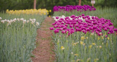 Fototapeta premium Beautiful Red Tulips Blooming On Field