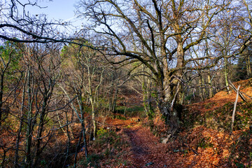 Sendero en el castañar