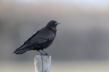 Carrion Crow (Corvus corone).  Black bird in natural habitat.  Smart black bird.  Single bird.
