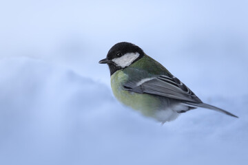 Great tit (Parus major).  Great tit (Parus major) is a passerine bird.  Small and common garden bird with vibrant colors perched.  Bird in natural habitat.