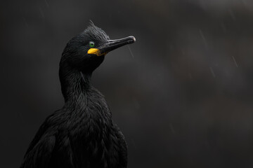 European Shag, Gulosus aristotelis, arctic black bird with yellow bill and green eyes sitting on...
