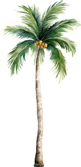Coconut palm tree watercolor painting isolated on transparent background.