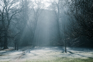 Sunbeams Filtering Through Misty Forest