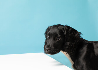 Black Sprocker Spaniel Puppy at a white table Studio Shot on blue  