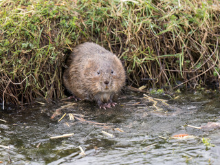 Water Vole on Ice