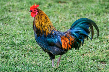 Beautiful rooster animal walking in grass