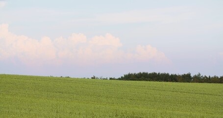 Crops Growing In Farm Against Sky