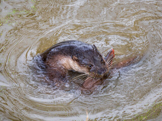 Fototapeta premium Otter Playing in a Lake