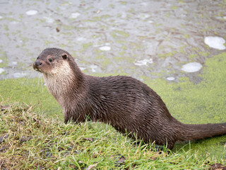 Otter on a Grass Bank